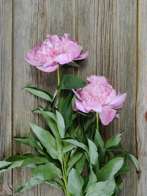 JULES ELIE PINK PEONIES